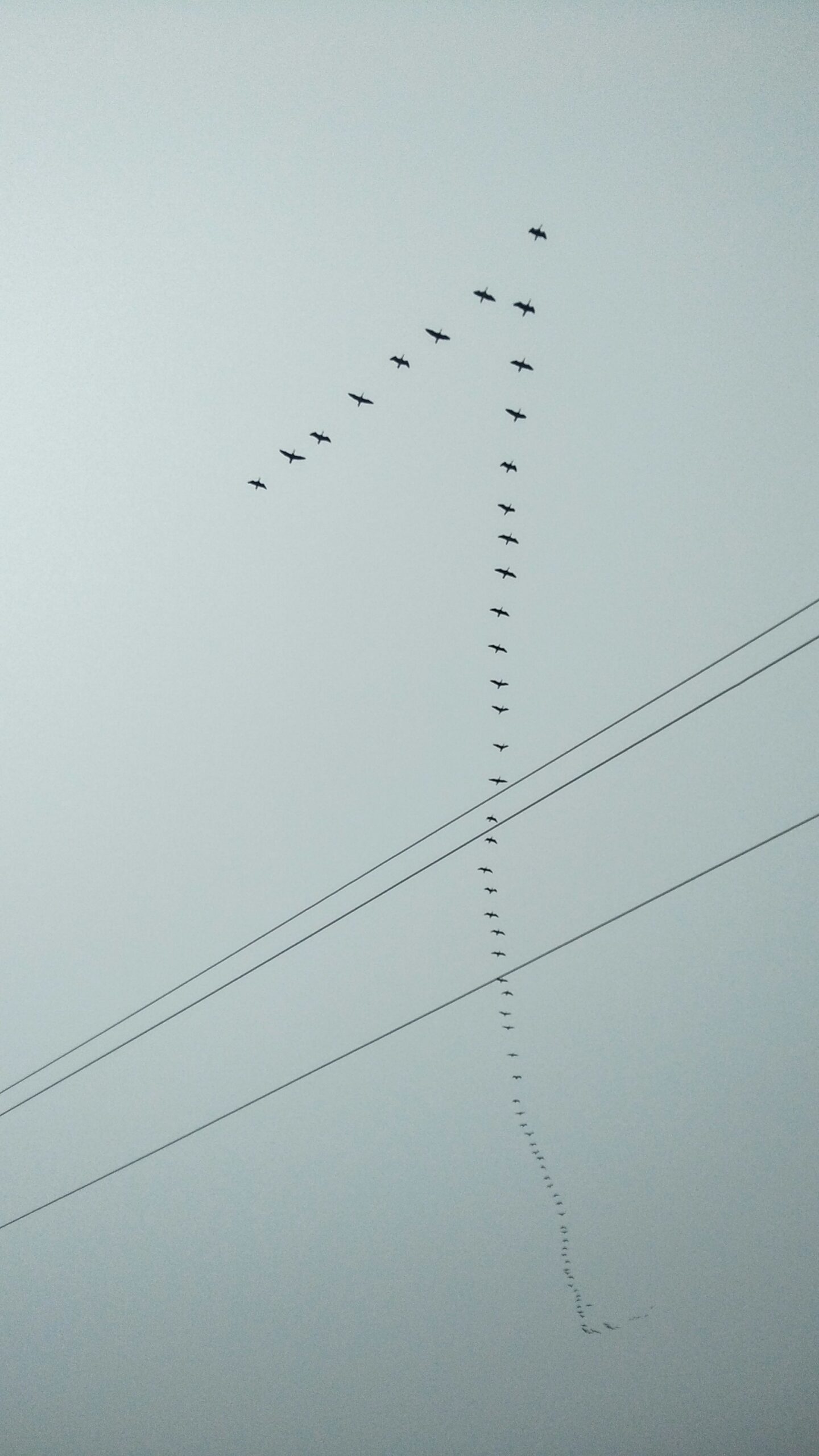 Illustrative birds in flight, not a frame from the military infrared video.