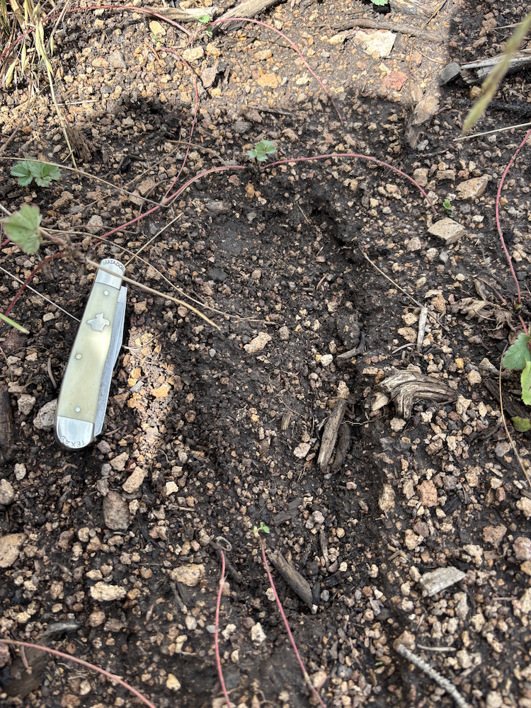 Possible track in soil photographed after the July 28 Colorado sighting report, with a knife beside it for scale; origin unconfirmed