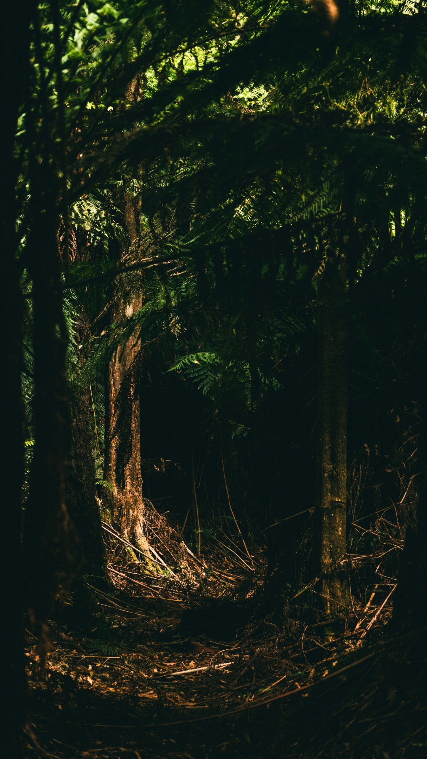 Illustrative forest stock photograph, not Haywood County or a photograph of the reported lights