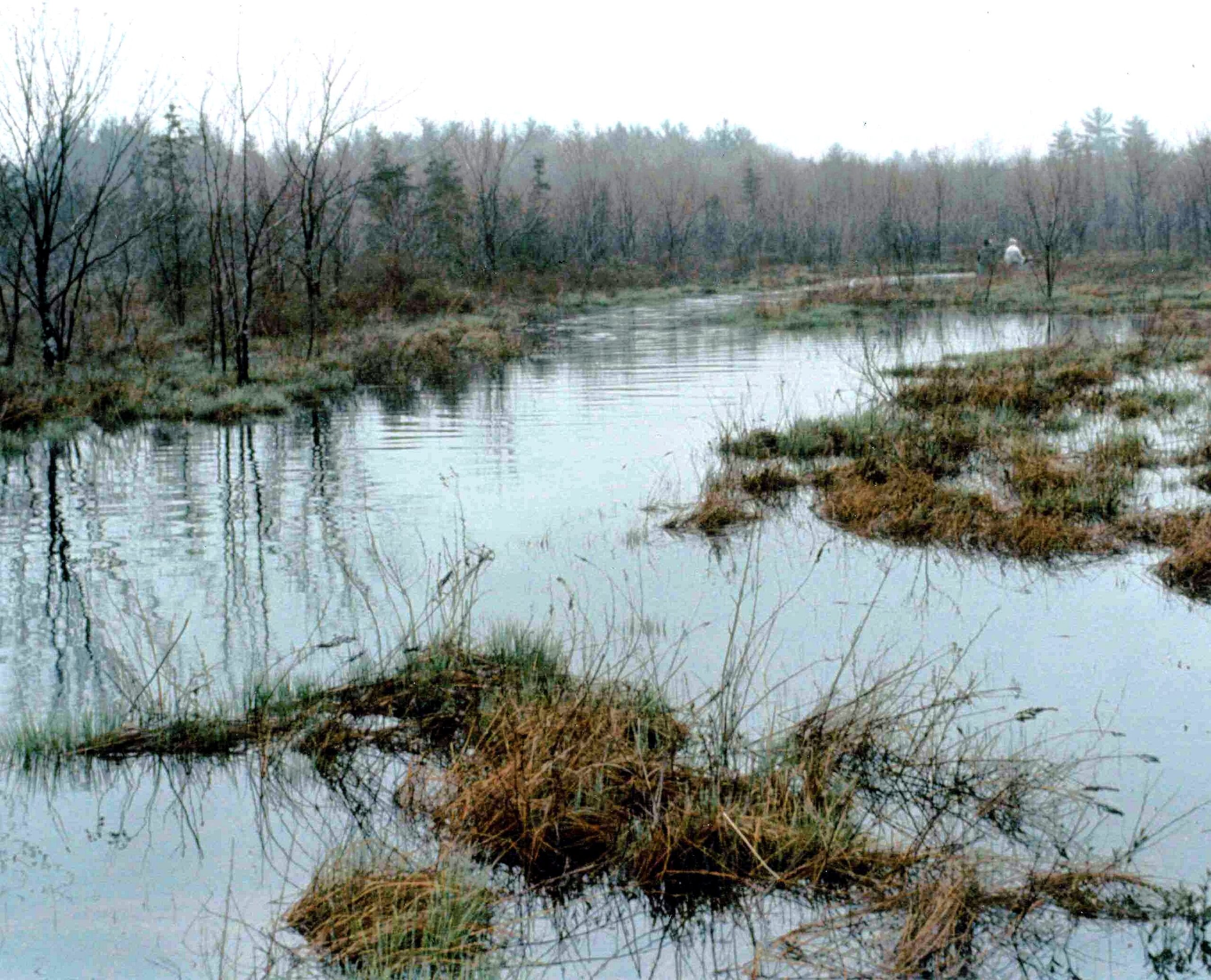 Historical photograph of Pachaug Great Meadow Swamp, regional Connecticut context, not the reported encounter